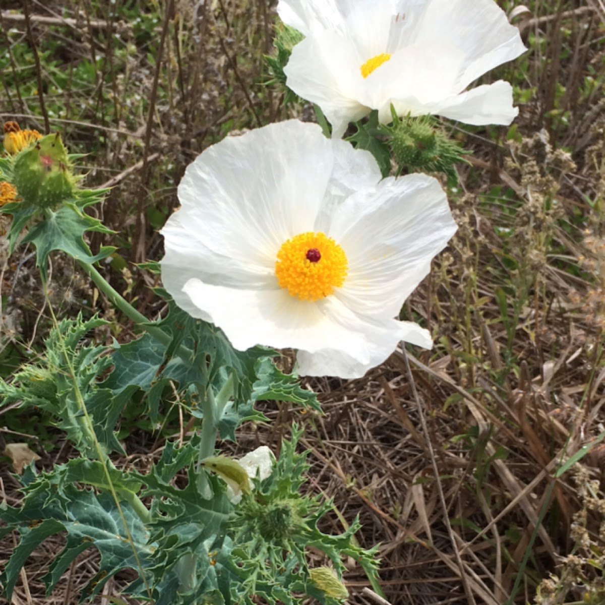 Prickly Poppy