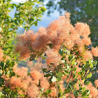 Smoke Bush