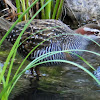 Buff-banded Rail