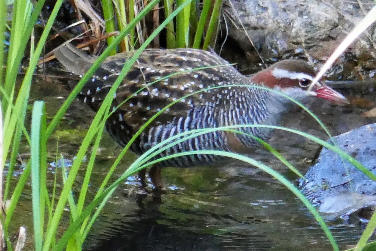 Buff-banded Rail