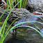 Buff-banded Rail