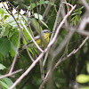 Magnolia Warbler