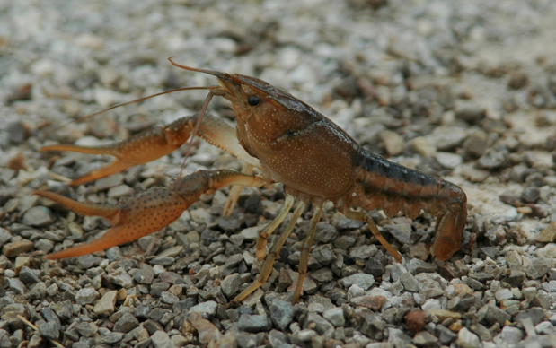 White River Crawfish