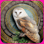 Cover Image of ดาวน์โหลด HD Owl Wallpaper 1.01 APK