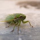 Annual Cicada