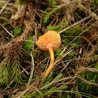 Spangle Waxcap/Kabouterwasplaat