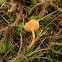 Spangle Waxcap/Kabouterwasplaat