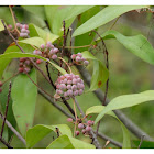 Smilax glabra 土茯苓(光葉菝葜)