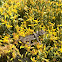 Western Fence Lizard