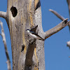 Tree Swallow