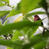 Common Rose finch