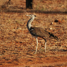 Kori Bustard