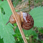 Copse snail