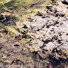 Iberian Water Frog