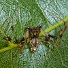 Arrowhead Spider ♂