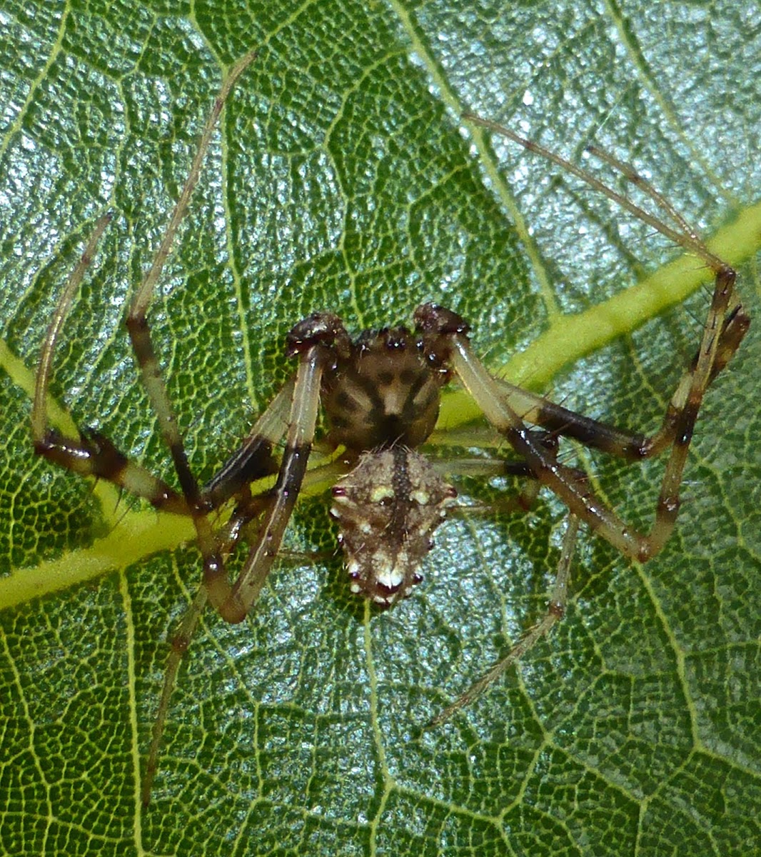 Arrowhead Spider ♂