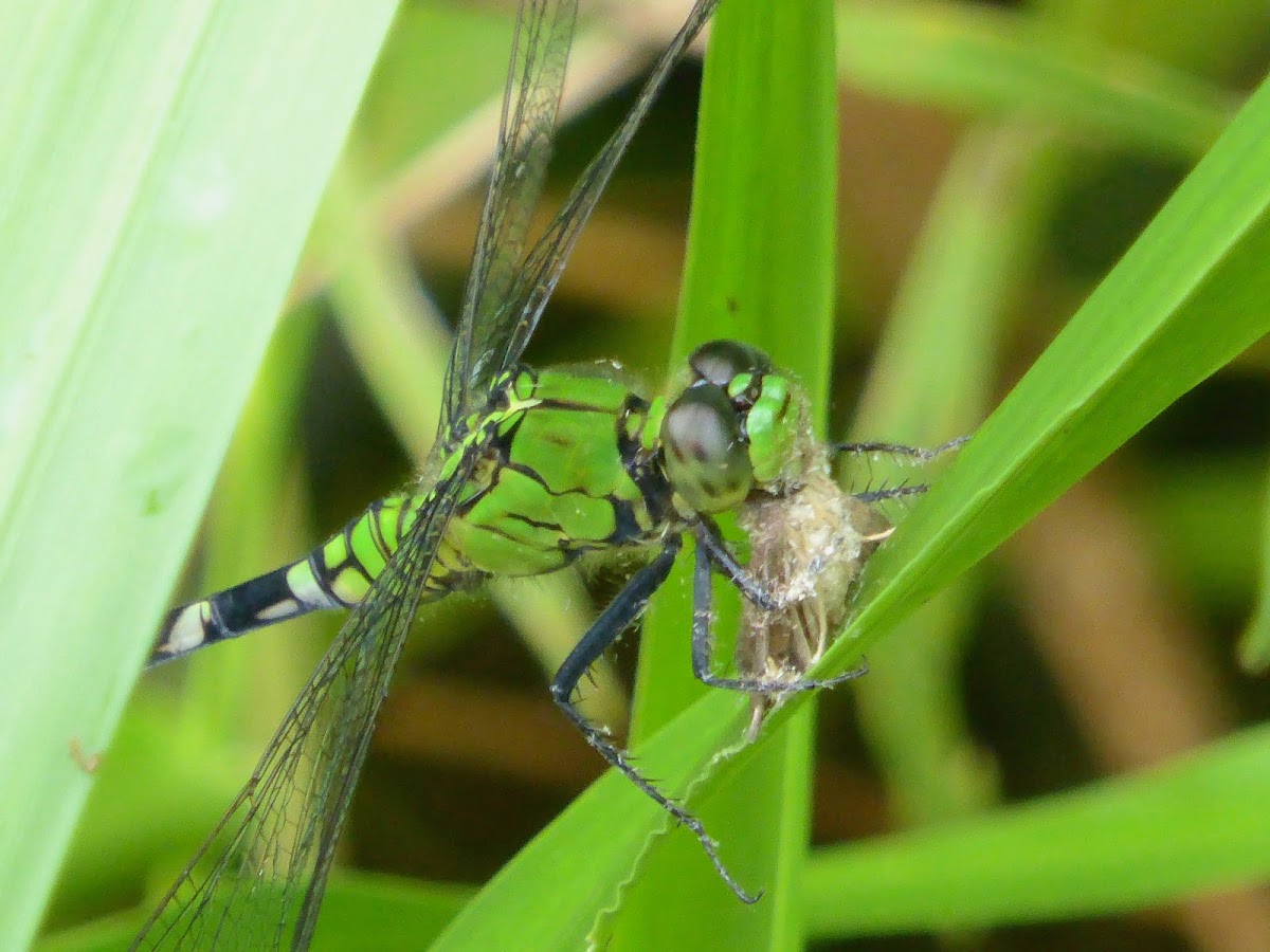 Eastern Pondhawk