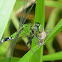 Eastern Pondhawk