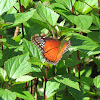 Red Lacewing