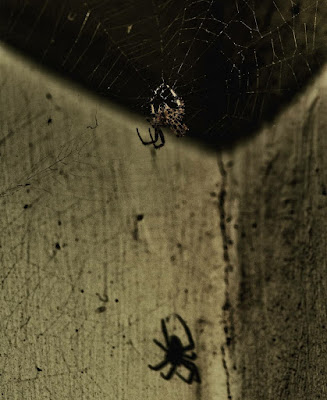 Spider's soul di MTrauccio