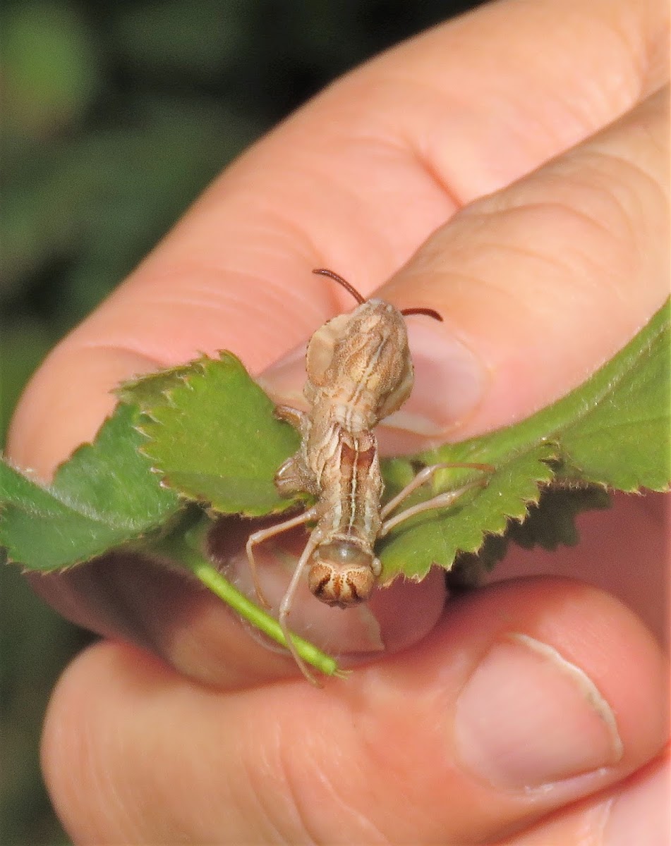 Lobster moth