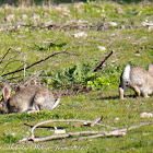 Rabbit; Conejo