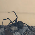 Black Widow Spider