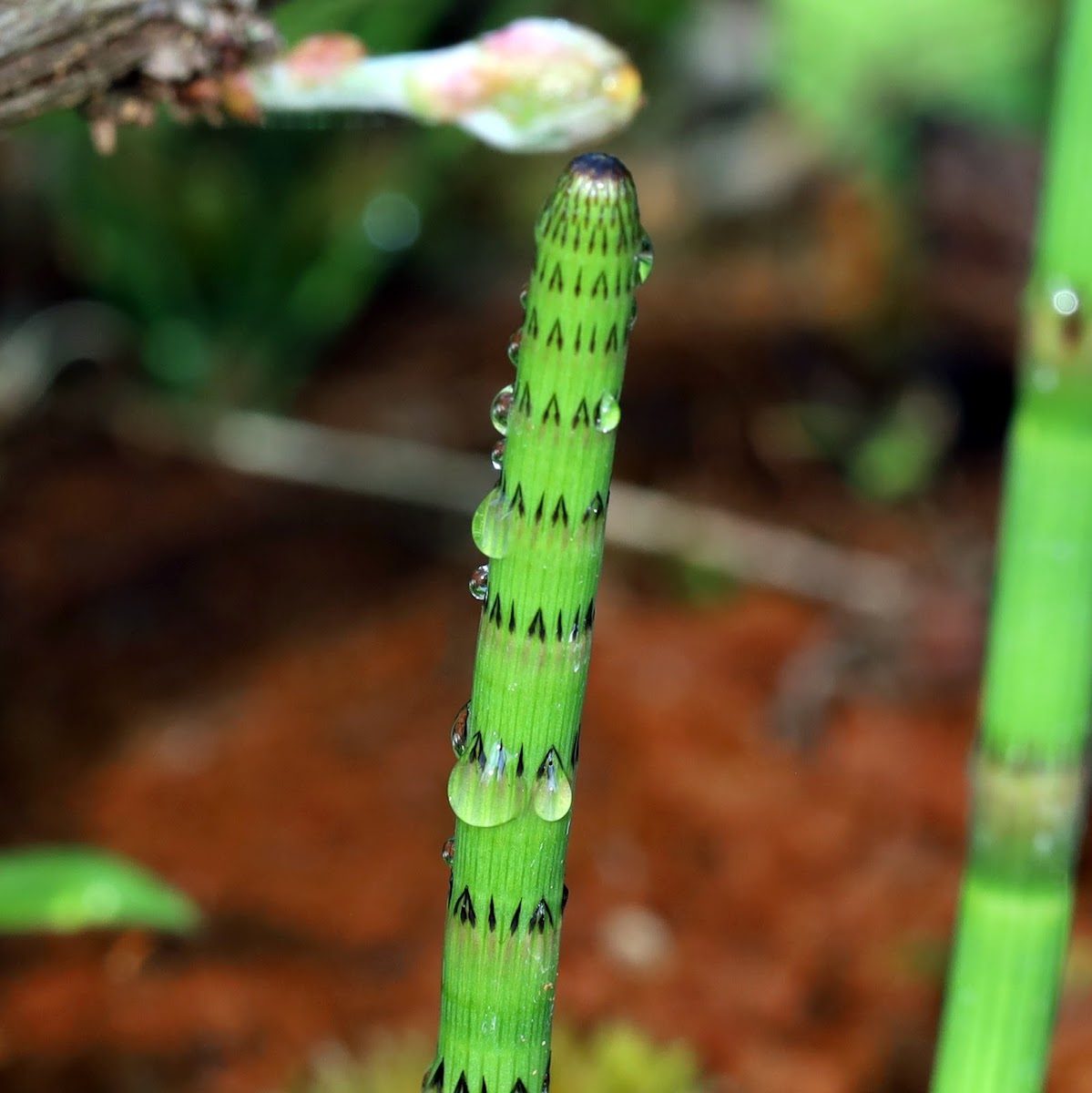 Water Horsetail