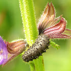 Leaf Beetle