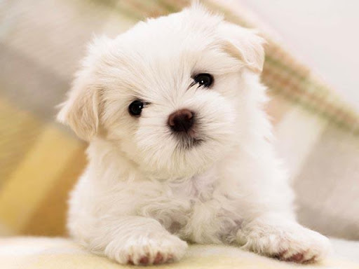 Cute Dog Wallpapers