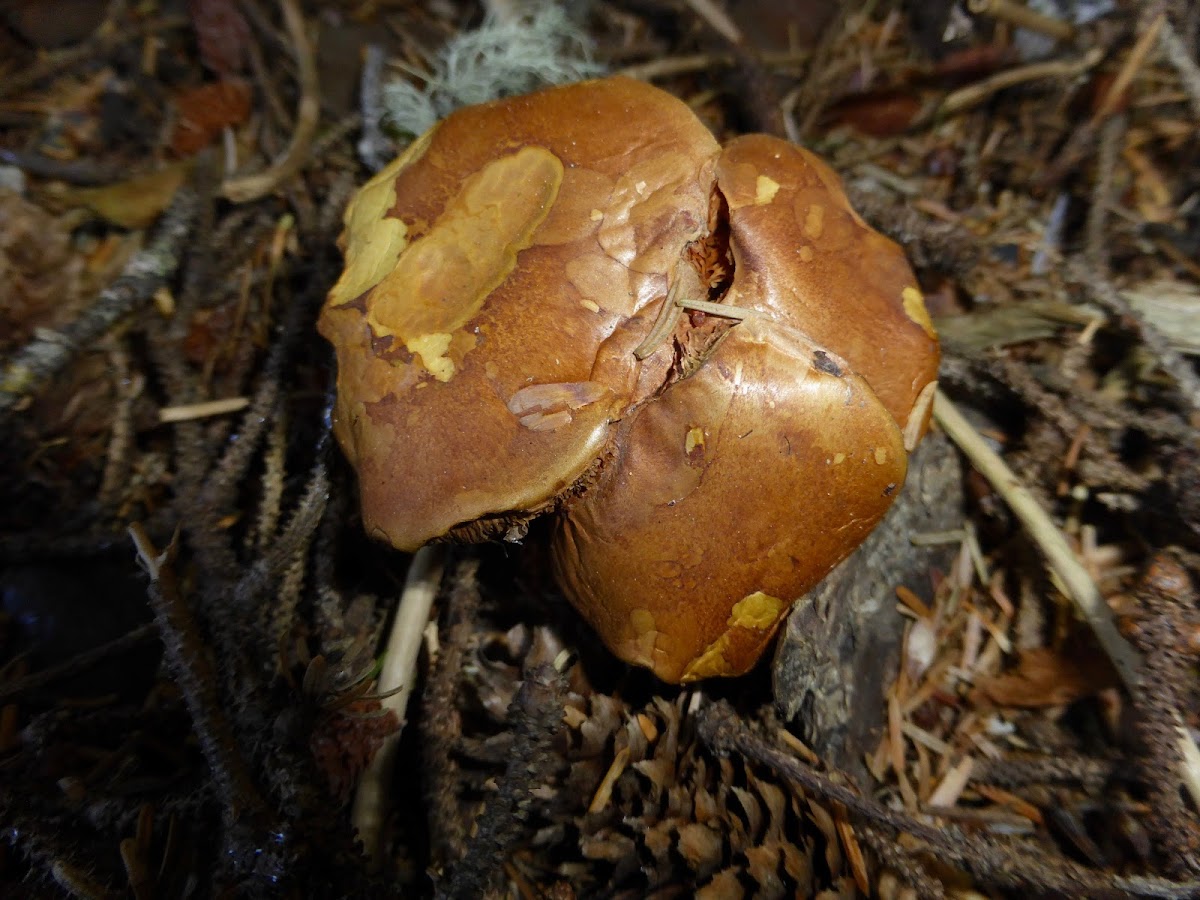 Peppery Bolete