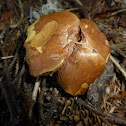 Peppery Bolete