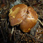 Peppery Bolete