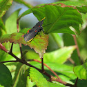 Red-bordered Pixie