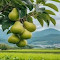 Item logo image for pear wallpaper