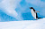 An adult Adelie penguin trundles along on an iceberg in Antarctica during a Lindblad expedition.