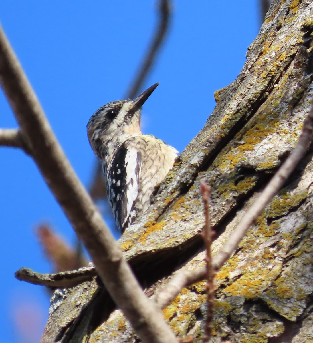 Yellow-bellied Sapsucker