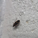 Boxelder Bug