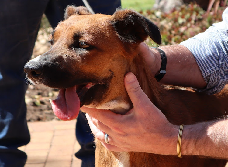 Phoenix, a female Africanis, was saved after being shot in the head by armed robbers who she attacked until they fled.