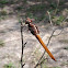 Carmine skimmer (female)