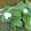 Large-flowered Trillium