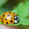 Multicolored Asian Lady Beetle