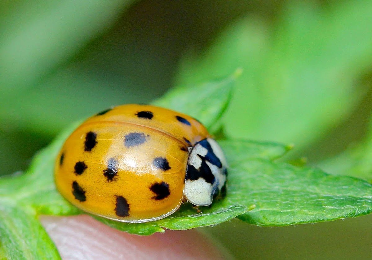 Multicolored Asian Lady Beetle