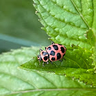 Pink spotted lady beetle