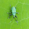 Weevil