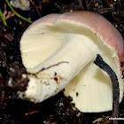 Russula