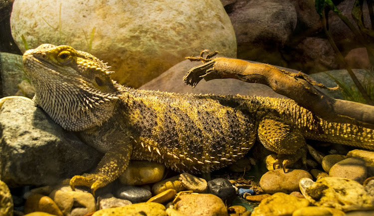 The two German nationals were arrested in the Northern Cape while catching armadillo girdled lizards, which are a threatened and protected species, giant ground geckos, several other lizards and four tortoises. Stock photo.