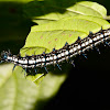 Caterpillar