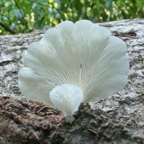 Oyster Mushroom