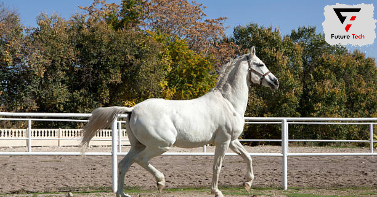 Gelding Horse